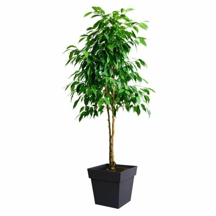 Acomix Pot de fleur carré Toscane Gris Anthracite 38L