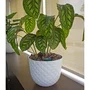 Artevasi - Hydrum Système d'arrosage automatique - Réservoir 1L pour pots Ø28 cm et jardinières Ø50 cm - Usage intérieur/extérieur