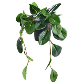 Day Plante artificielle Peperomia