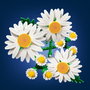 LEGO Botanicals Marguerites 11508, Bouquet de Fleurs Artificiel avec Lavande et Coccinelle