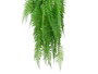 Ibergarden Plante Fougère Suspendue Grande 12x66x12 cm Vert Noir Plastique (Set de 12)