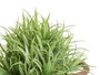 IBERGARDEN Plante décorative verte aspect vieilli avec pot métal 24cm