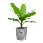 ELHO Pot de fleurs rond Greensense Aqua Care - 15 L - 29.5 x 29.5 x H 29.1 cm - Ciment Clair - Plastique recyclé résistant UV et gel