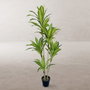 BigBuy Home Plante décorative Polyuréthane Ciment 150 cm