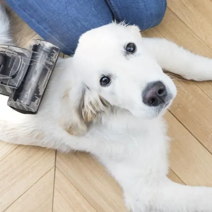 Hkoenig STC58 Aspirateur traîneau sans sac 850W, Classe énergie A, Filtre HEPA 12 lavable, 79dB, Capacité 2.5L - Avec accessoires multi-surfaces