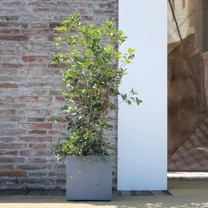 Deroma Pot de fleurs Cube Millennium R - 39x39.1 cm - Avec réserve d'eau - Matière recyclée - Résistant au gel et aux UV - Gris cendré - Volume 40.4L