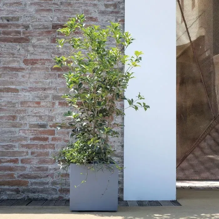 Deroma Pot de fleurs Cube Millennium R - 39x39.1 cm - Avec réserve d'eau - Matière recyclée - Résistant au gel et aux UV - Gris cendré - Volume 40.4L