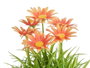 Ibergarden Pot Marguerite Assorti 14x21x14 cm Plastique Couleurs Variées (Set de 24)