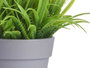 Ibergarden Pot Marguerite Assorti 14x21x14 cm Plastique Couleurs Variées (Set de 24)