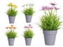 Ibergarden Pot Marguerite Assorti 14x21x14 cm Plastique Couleurs Variées (Set de 24)