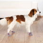 Chaussettes Trixie Gris S/M Chien