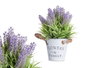 IBERGARDEN Plante Lavande Pot Métal 25cm