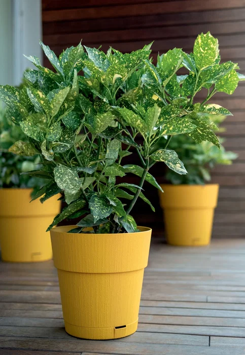 Stefanplast Pot de fleur Ethica 2 L 40 x 39 cm avec réserve d'eau couleur moutarde