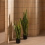 BigBuy Home Plante décorative Caoutchouc polypropylène 20 X 20 X 115 CM