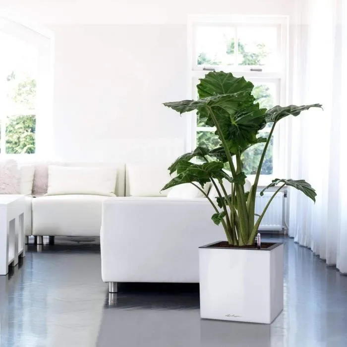 Lechuza LEC4008789137531 Canto Premium Cube 40 Jardinière Ensemble complet, Gris anthracite métallisé