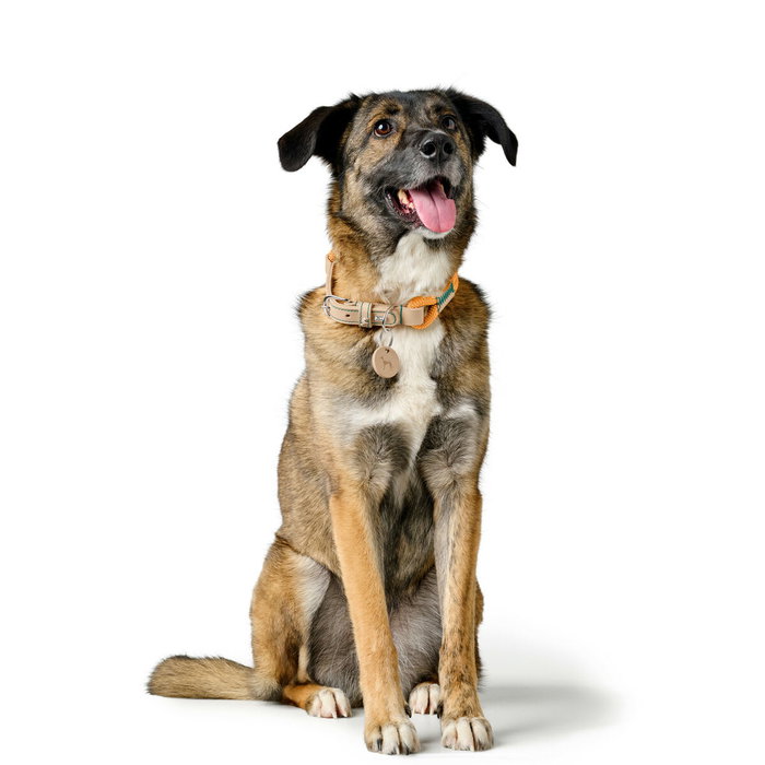 Collier pour Chien Hunter Malia Orange M/L 45-54 cm