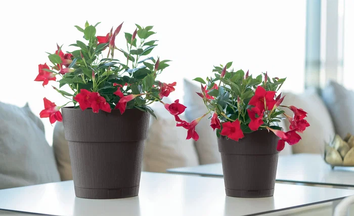 Stefanplast Pot de fleurs ETHICA avec réserve d'eau - 2 litres - 40 x H 39 cm - Vert olive - Jardinage et décoration Stefanplast Pot de fleurs ETHICA avec réserve d'eau - 2 litres - 40 x H 39 cm - Vert olive - Jardinage et décoration