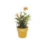 ELHO Pot de fleurs B.FOR ORIGINAL rond 25, couleur ocre - Capacité 7.9L, diamètre 25 cm, hauteur 23 cm - Résistant en polypropylène pour plantes d'intérieur