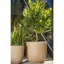 CAPI EUROPE Pot boule Smooth NL 43 x 41 cm Beige Design extérieur intérieur