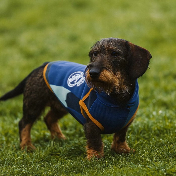 Cerdá Sweat à capuche en polaire Real Madrid pour chien, M, bleu Cerdá Sweat à capuche en polaire Real Madrid pour chien, M, bleu