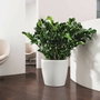 Lechuza Classico Color 43 Pot de fleurs Blanc - Kit complet All-in-one