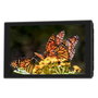 Portkeys HD7T Moniteur de caméra 7 pouces 1000 nits HDMI