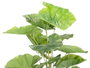 Ibergarden Pot Plante Feuilles Larges 90 cm Vert Noir Plastique (Set de 6)