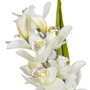 BigBuy Home Plante décorative Bambou 45 x 45 x 100 cm