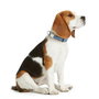 Collier pour Chien Hunter VARIO BASIC Bleu L 40-55 cm