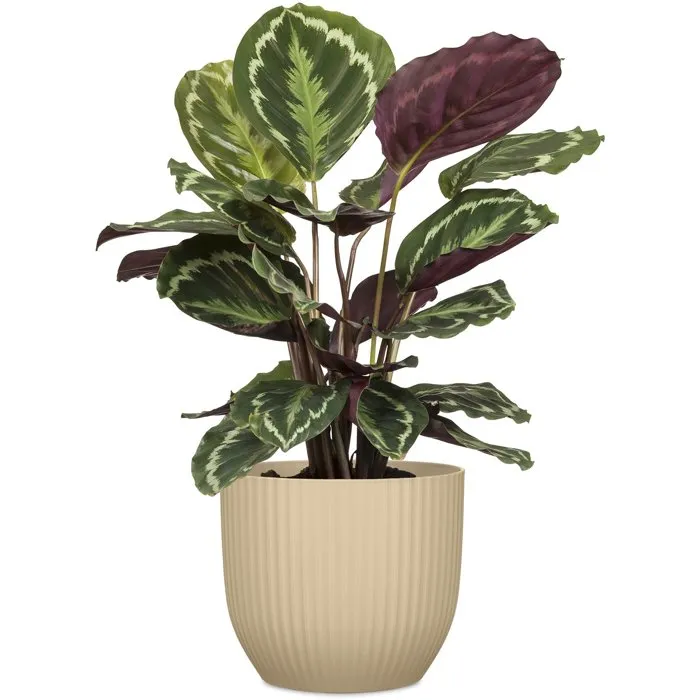 Deroma Pot de fleurs rond - 7 L - Ø 24 cm - Marron