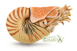 COLLECTA Nautilus pompilius - XL