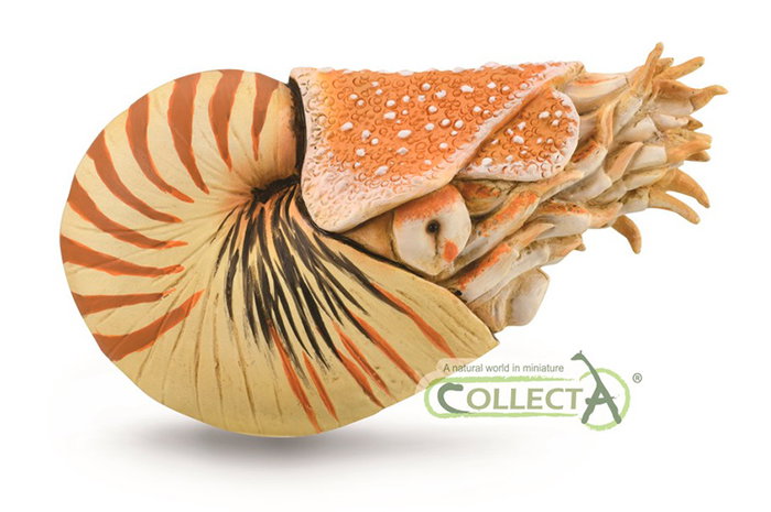 COLLECTA Nautilus pompilius - XL COLLECTA Nautilus pompilius - XL