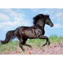 Ravensburger - Puzzle XXL 200 Pièces - Cheval Étalon Noir Galopant dans un Paysage Fleuri - Pour Enfants Dès 8 Ans - 49 x 36 cm