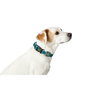 Collier pour Chien Hunter Turquoise 12