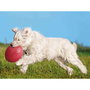 Frisbee Trixie Caoutchouc Ø 24 cm