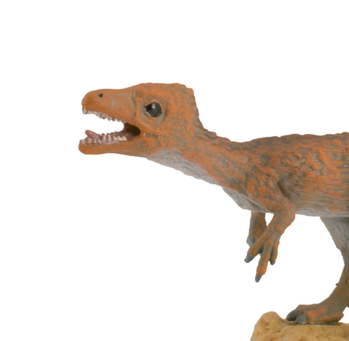 Collecta Figurine Sciurumimus M-88811 - Dinosaure Fossile Replique - A Partir de 3 Ans