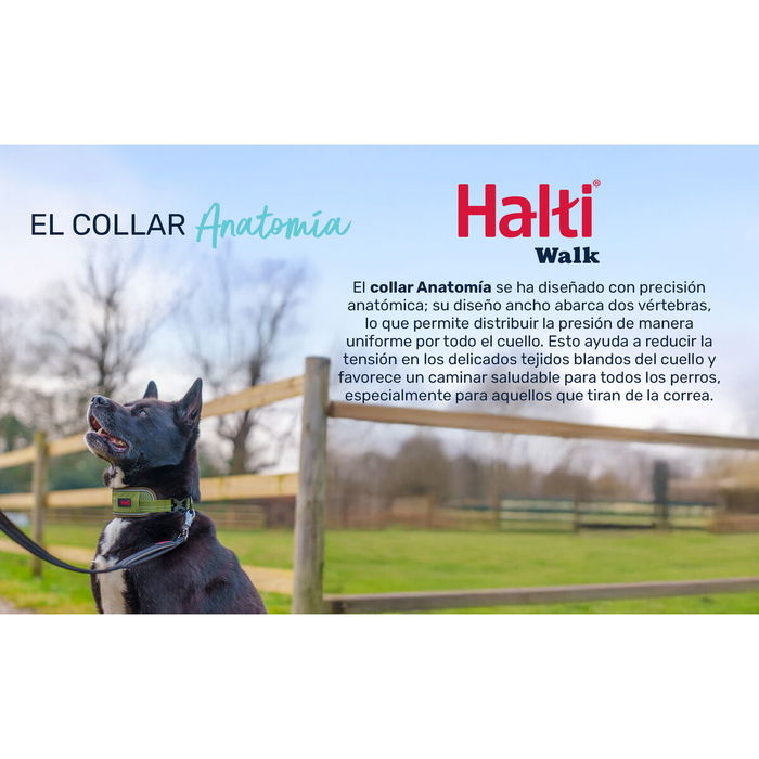 Collier pour Chien Company of Animals Turquoise