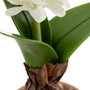 BigBuy Home Plante décorative Blanc, Vert, Terre cuite