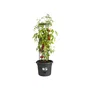 Elho Pot à tomate Green Basics 33 cm noir vif avec réserve d'eau et tuteur circulaire pour plant