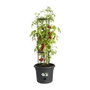 Elho Pot à tomate Green Basics - Ø 33 x 25 cm - Noir vif
