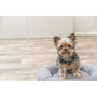 Lit pour chien Trixie Gris Ø 50 cm
