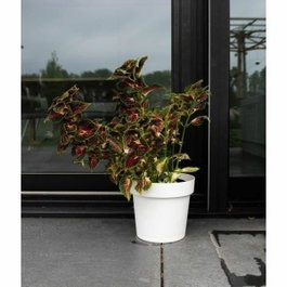 Garden Id Pot à réserve d'eau Glamour - Blanc - 40 cm