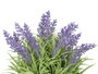 IBERGARDEN Macetero Lavanda Mediano Surt 3