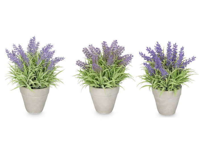 IBERGARDEN Macetero Lavanda Mediano Surt 3
