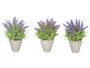 IBERGARDEN Macetero Lavanda Mediano Surt 3