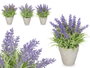IBERGARDEN Macetero Lavanda Mediano Surt 3