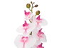 IBERGARDEN RAMA ORQUIDEA 60 CM SURT 3