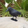 Edm Epouvantail Corbeau Anti-Oiseaux 36 x 13 x 18 cm Noir Polipropilène