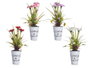 Ibergarden Plante Œillet Pot Métal Assortis 15x31x12 cm Blanc Rouge Rose Violet (Set de 12)