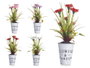 Ibergarden Plante Œillet Pot Métal Assortis 15x31x12 cm Blanc Rouge Rose Violet (Set de 12)